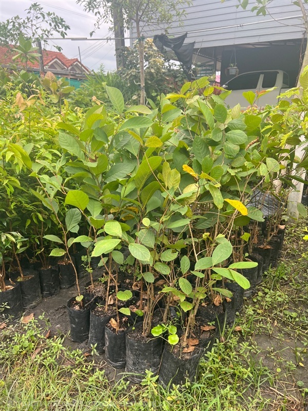 ต้นสมอไท | สมบูรณ์จัดหาพันธ์ไม้ - หนองเสือ ปทุมธานี