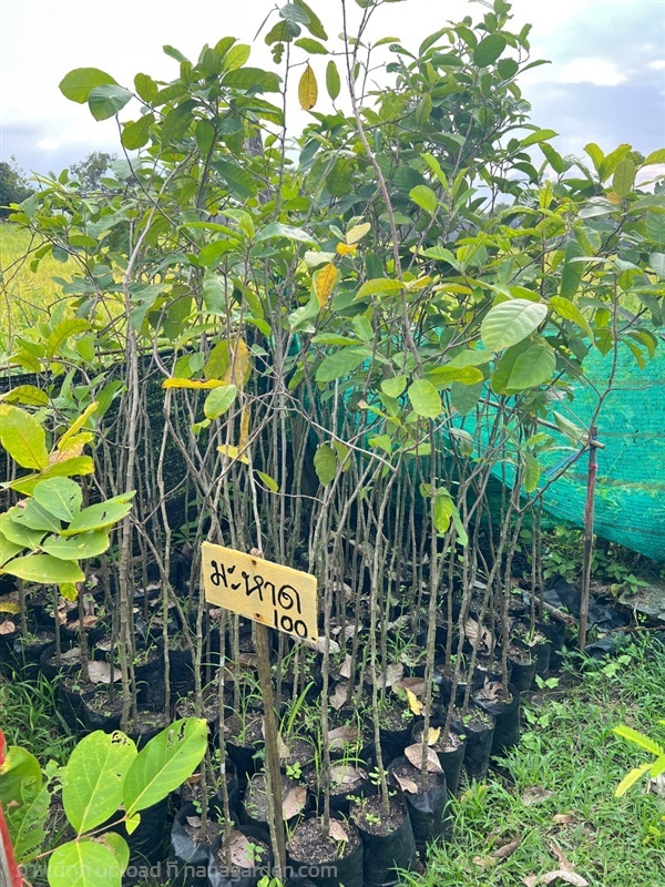 ต้นมะหาด | สมบูรณ์จัดหาพันธ์ไม้ - หนองเสือ ปทุมธานี