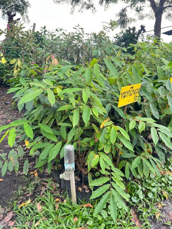 ต้นหมากผีพวน | สมบูรณ์จัดหาพันธ์ไม้ - หนองเสือ ปทุมธานี