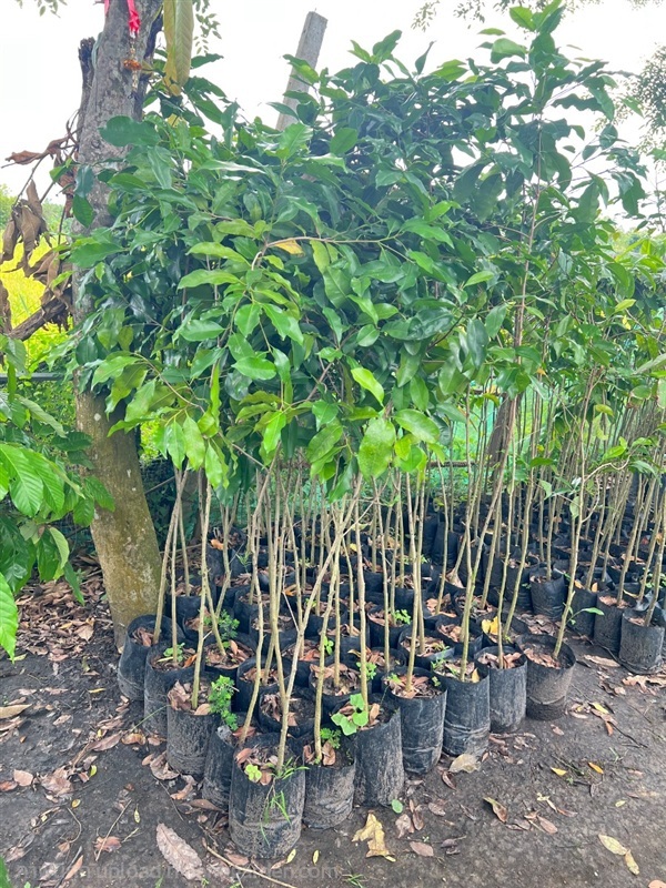 กล้าต้นพิกุล | สมบูรณ์จัดหาพันธ์ไม้ - หนองเสือ ปทุมธานี