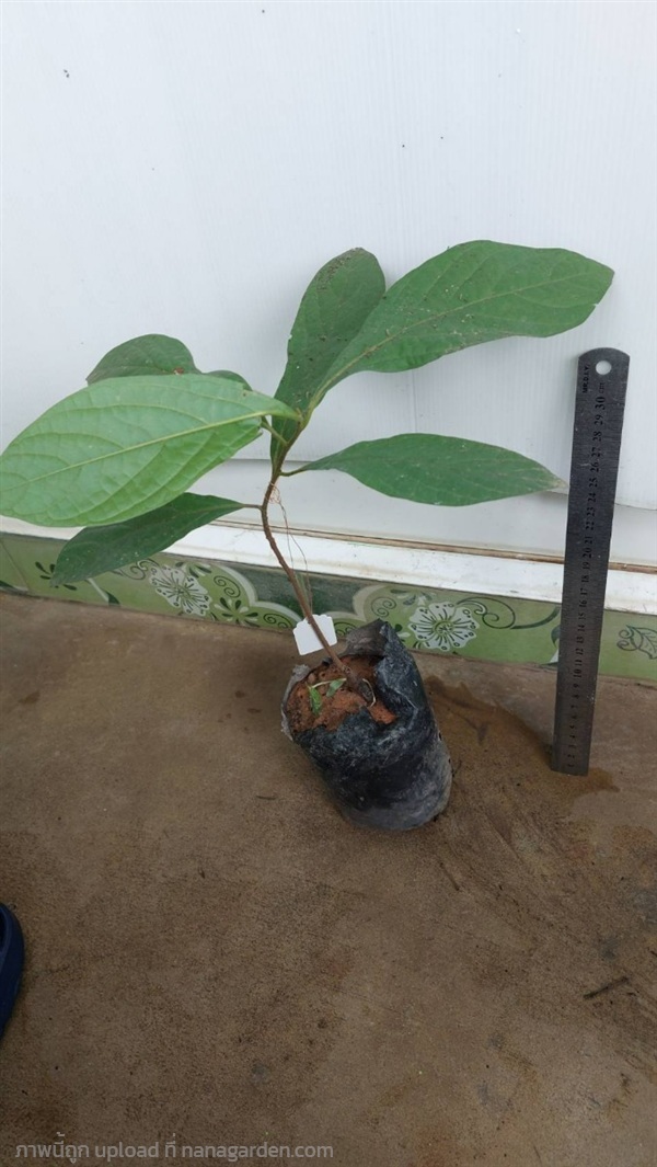 กล้วยฤาษี  | วรากรสมุนไพร - เมืองนครราชสีมา นครราชสีมา