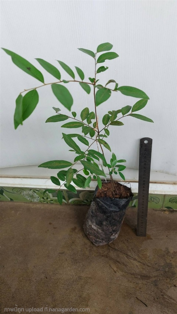 ลำบิดดง | วรากรสมุนไพร - เมืองนครราชสีมา นครราชสีมา