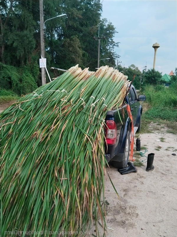 ธูปฤษี ขายลำต้นตัดยาวตามสั่ง | เมล็ดพันธุ์ดี เกษตรวิถีไทย - เมืองระยอง ระยอง