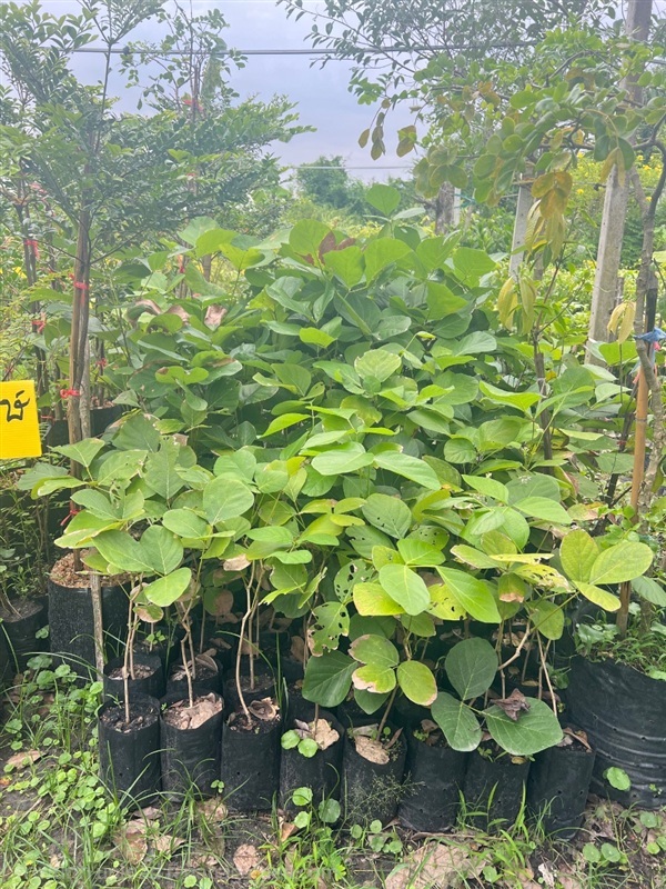 กล้าทองกวาว | สมบูรณ์จัดหาพันธ์ไม้ - หนองเสือ ปทุมธานี