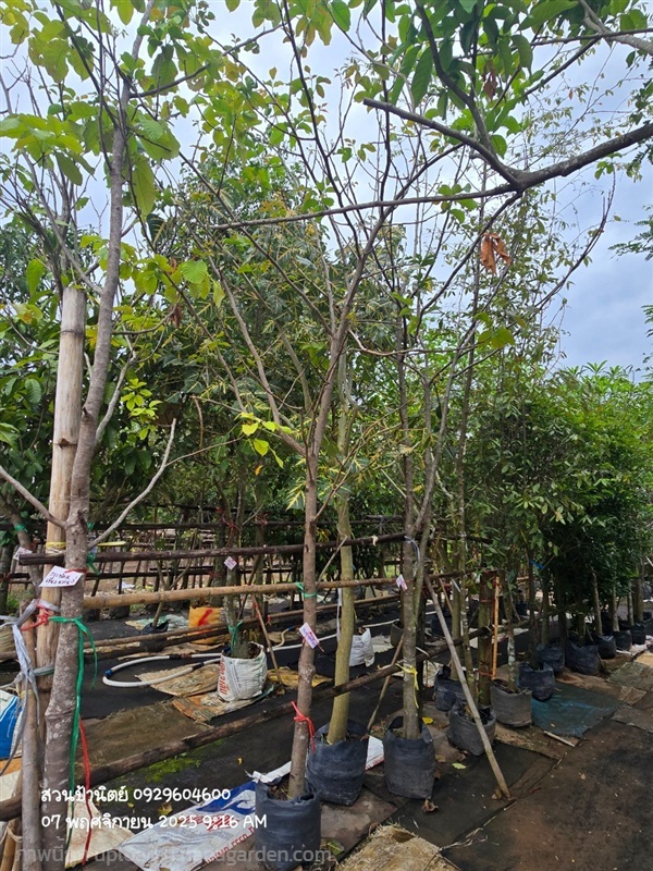 กระท้อนปุยฝ้าย3"กับเขียวหวาน3" | สวนป้านิตย์ ปราจีนบุรี - เมืองปราจีนบุรี ปราจีนบุรี