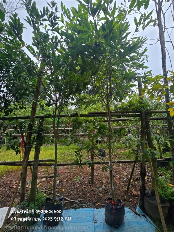 ช้างน้าว1.5"กับ2" | สวนป้านิตย์ ปราจีนบุรี - เมืองปราจีนบุรี ปราจีนบุรี