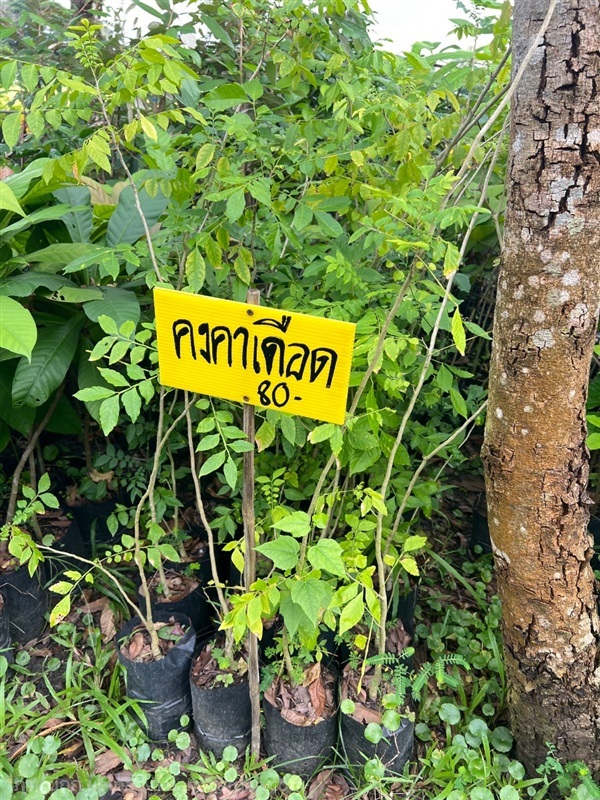 ต้นคงคาเดือด | สมบูรณ์จัดหาพันธ์ไม้ - หนองเสือ ปทุมธานี