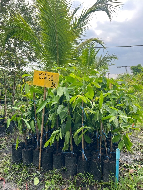 ต้นชะมวง | สมบูรณ์จัดหาพันธ์ไม้ - หนองเสือ ปทุมธานี
