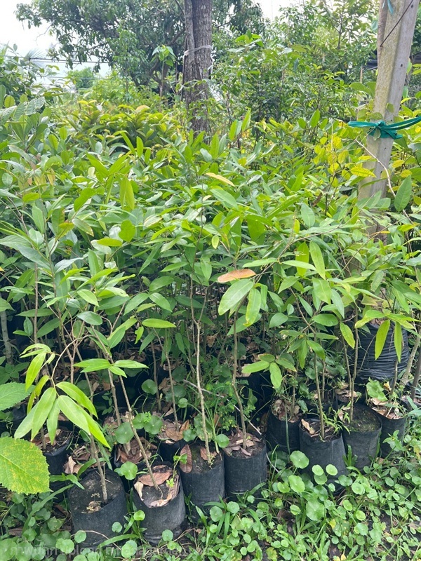 กล้าต้นชุมแสง | สมบูรณ์จัดหาพันธ์ไม้ - หนองเสือ ปทุมธานี