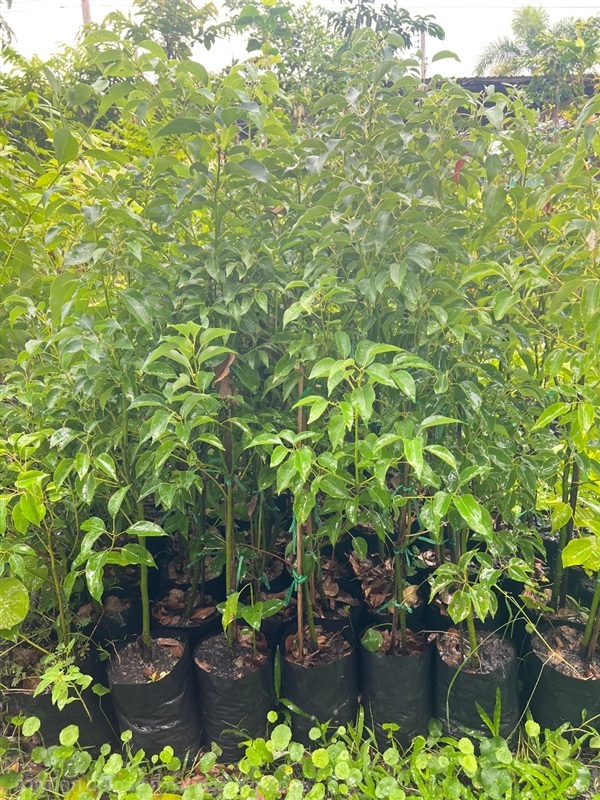 การบูรหอม | สมบูรณ์จัดหาพันธ์ไม้ - หนองเสือ ปทุมธานี