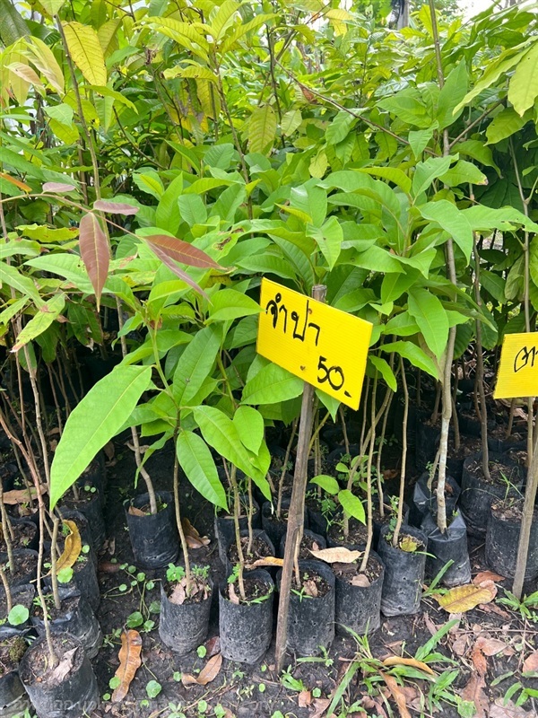 กล้าต้นจำปา | สมบูรณ์จัดหาพันธ์ไม้ - หนองเสือ ปทุมธานี