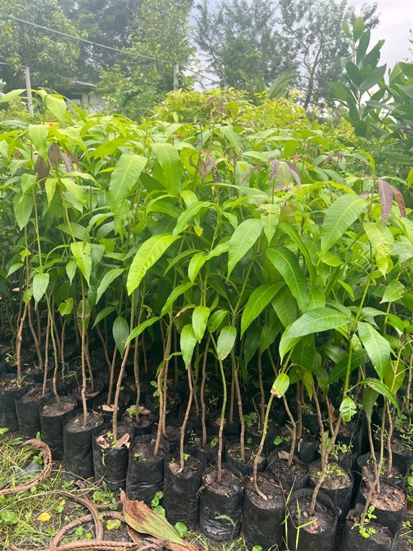 มะม่วงแก้วขมิ้น | สมบูรณ์จัดหาพันธ์ไม้ - หนองเสือ ปทุมธานี