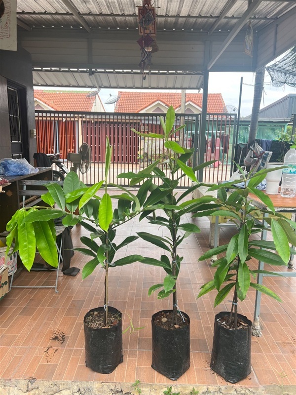 ต้นมะริด | สมบูรณ์จัดหาพันธ์ไม้ - หนองเสือ ปทุมธานี