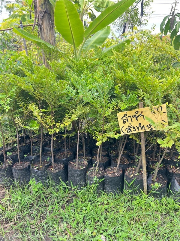 ต้นล่ำซำ,สั่งทำ,หูหนู | สมบูรณ์จัดหาพันธ์ไม้ - หนองเสือ ปทุมธานี