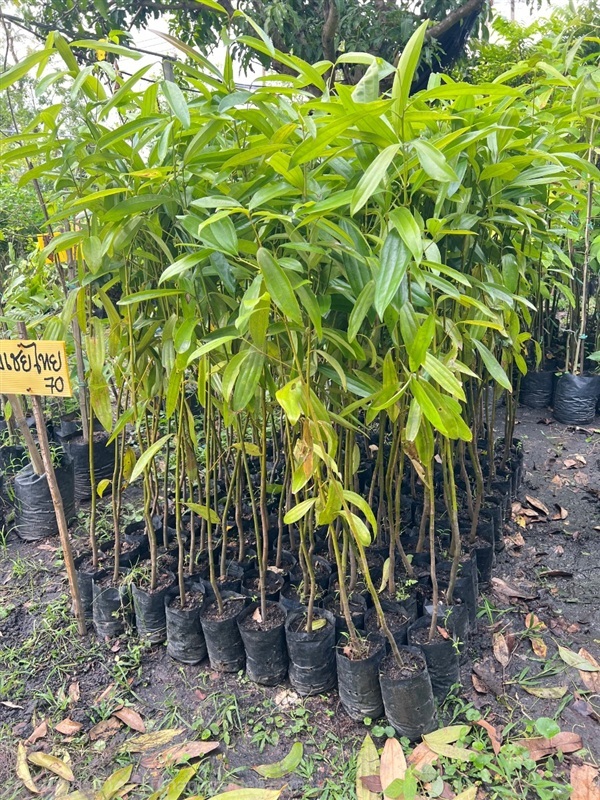 ต้นอบเชย | สมบูรณ์จัดหาพันธ์ไม้ - หนองเสือ ปทุมธานี