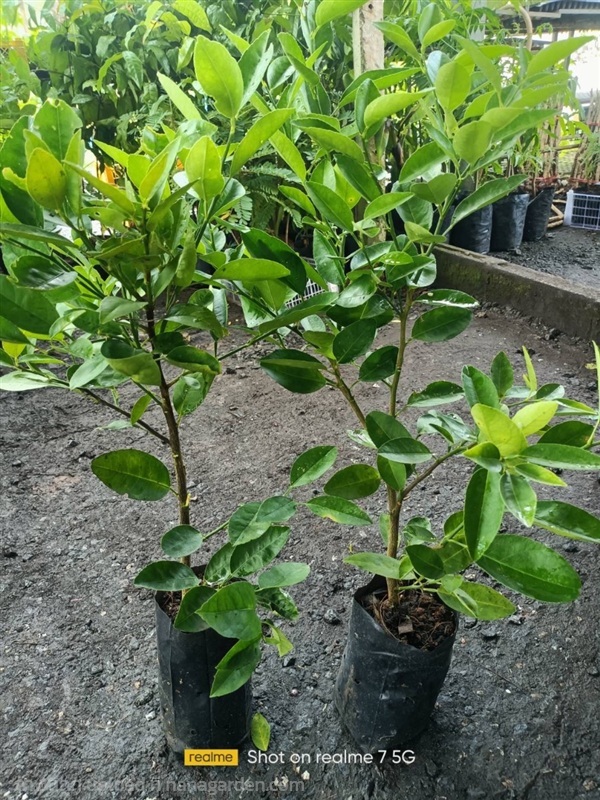 ต้นมะนาว พันธุ์สุขประเสริฐ | เนตรนภาพันธุ์ไม้ - เมืองตรัง ตรัง