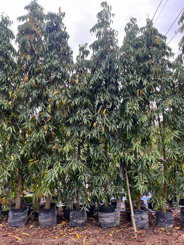 ต้นอโศก | ณัฐพลพันธุ์ไม้ -  ปราจีนบุรี