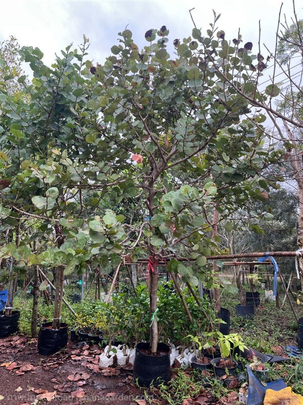 ต้นองุ่นทะเล | ณัฐพลพันธุ์ไม้ -  ปราจีนบุรี