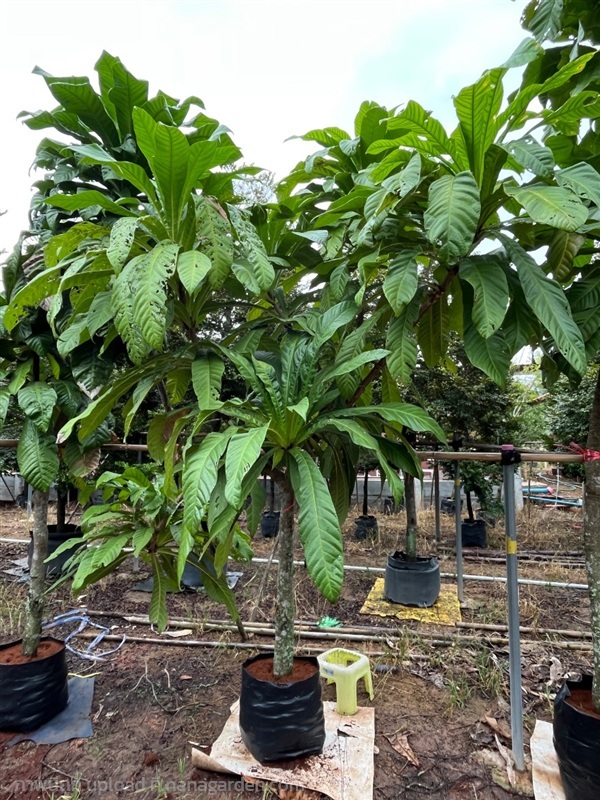 ต้นจิกเศรษฐี  | ณัฐพลพันธุ์ไม้ -  ปราจีนบุรี