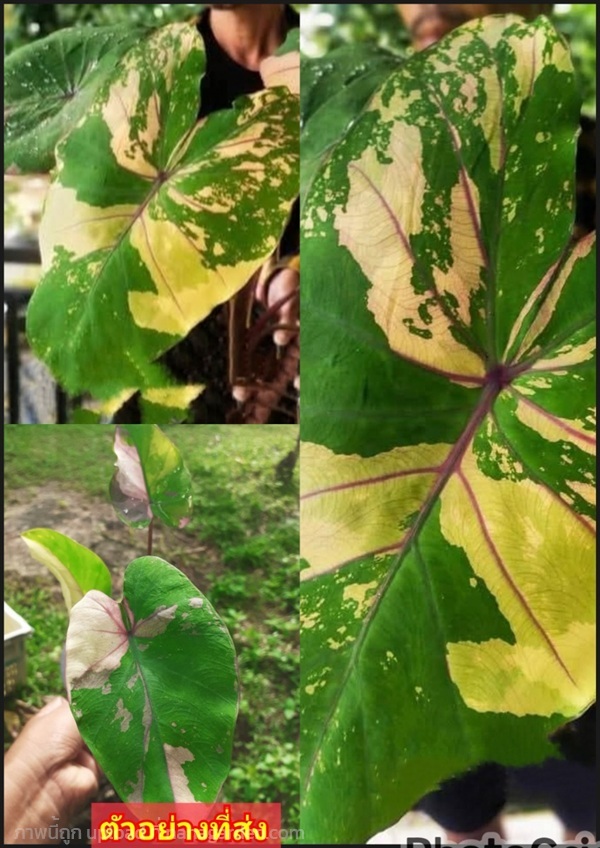 ต้นบอนด่าง บอนสี บุษบา บอนด่างบุษบา Caladium | Shopping by lewat - เมืองมหาสารคาม มหาสารคาม