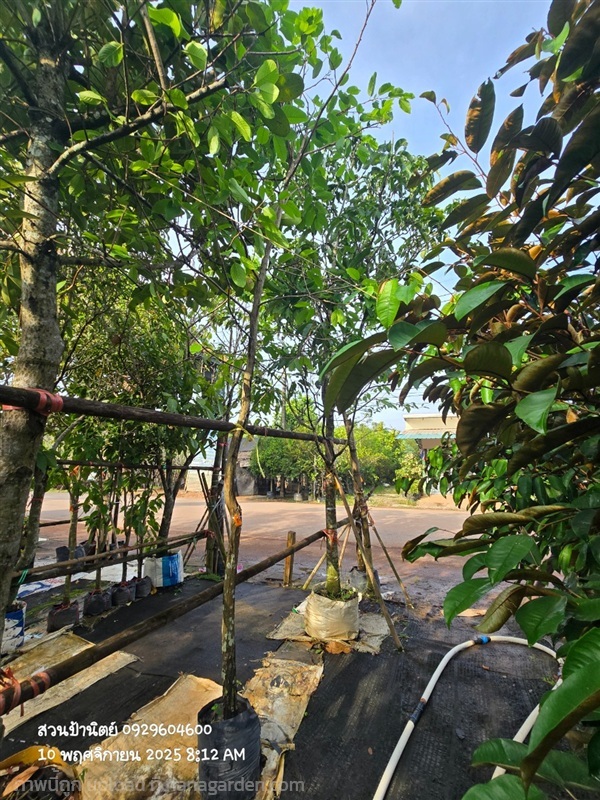 ต้นพยอม 2",3" | สวนป้านิตย์ ปราจีนบุรี - เมืองปราจีนบุรี ปราจีนบุรี