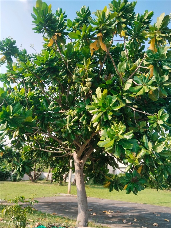 จิกทะเล ขายเมล็ดพันธุ์/ต้นกล้า/ใบสด/ผลสด จัดตามสั่ | เมล็ดพันธุ์ดี เกษตรวิถีไทย - เมืองระยอง ระยอง