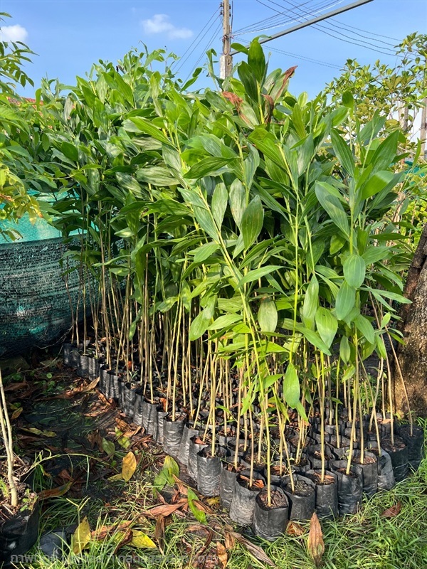 กระถินเทพา | สมบูรณ์จัดหาพันธ์ไม้ - หนองเสือ ปทุมธานี