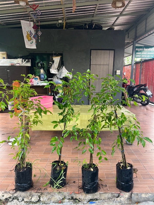 ต้นกล้าไทรย้อยเพาะเมล็ด | สมบูรณ์จัดหาพันธ์ไม้ - หนองเสือ ปทุมธานี