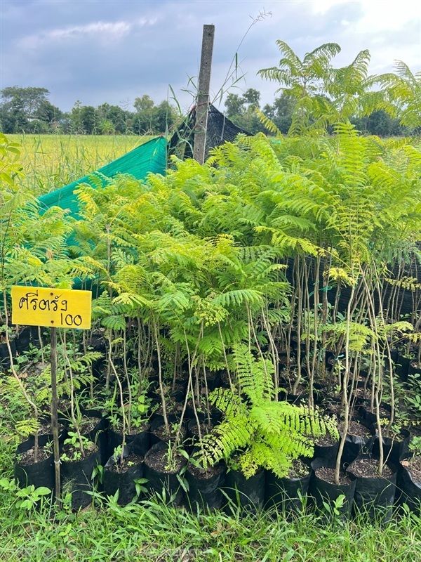 ต้นศรีตรัง | สมบูรณ์จัดหาพันธ์ไม้ - หนองเสือ ปทุมธานี