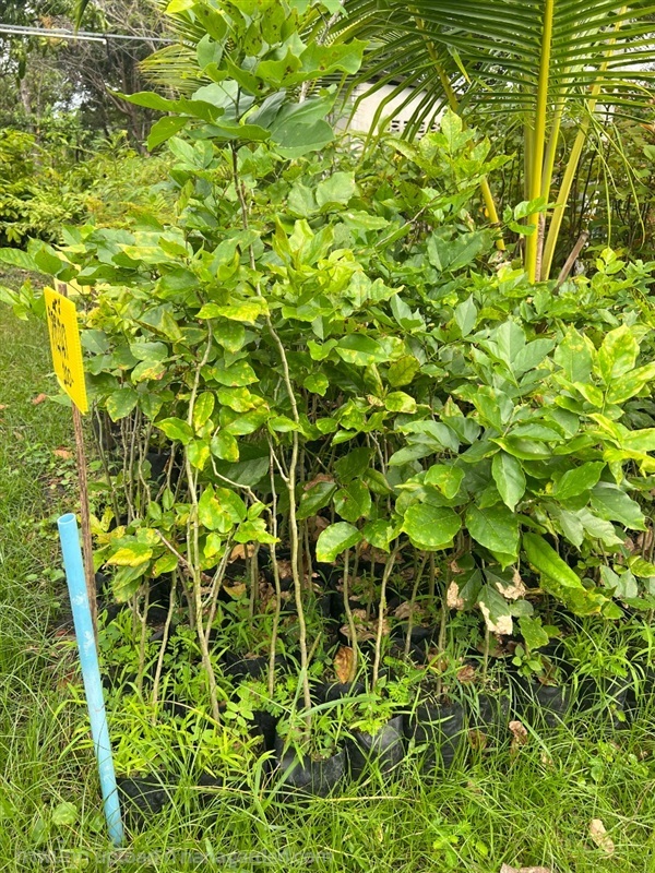 ต้นหยีน้ำ | สมบูรณ์จัดหาพันธ์ไม้ - หนองเสือ ปทุมธานี