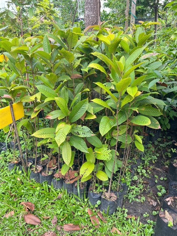 ต้นเคี่ยมคะนอง | สมบูรณ์จัดหาพันธ์ไม้ - หนองเสือ ปทุมธานี