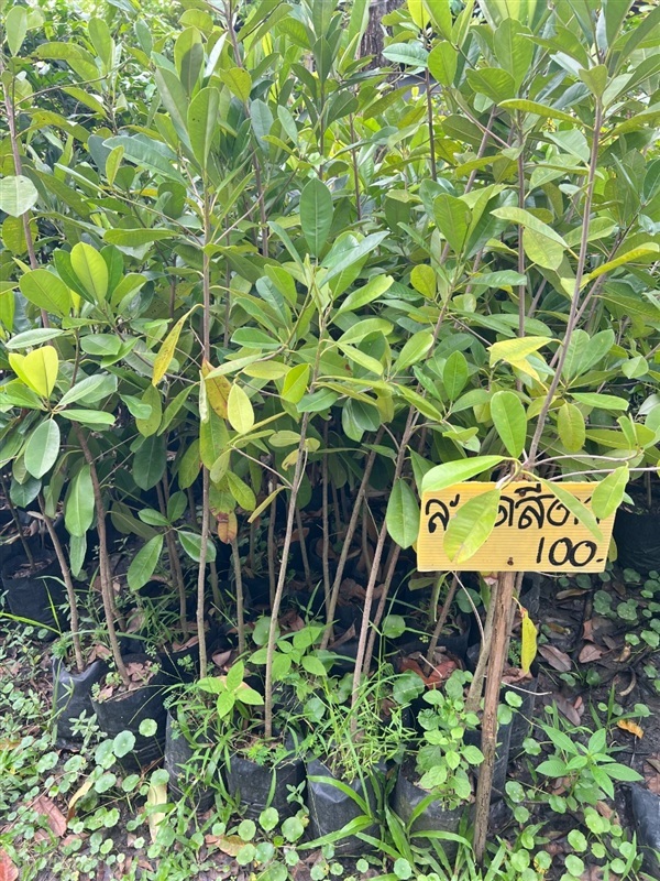 ต้นละมุด | สมบูรณ์จัดหาพันธ์ไม้ - หนองเสือ ปทุมธานี