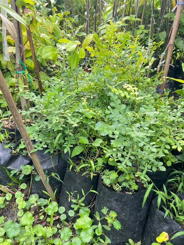 ต้นพญายา | สมบูรณ์จัดหาพันธ์ไม้ - หนองเสือ ปทุมธานี