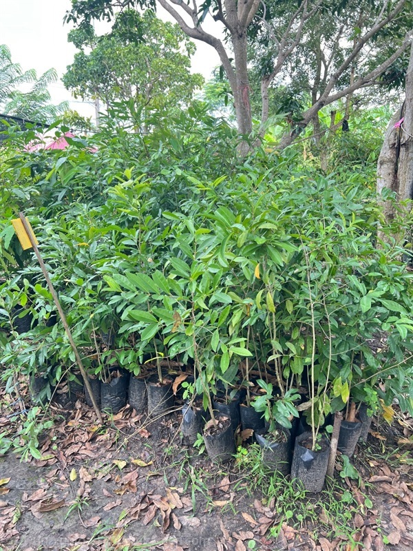 ต้นกำแพง7ชั้น | สมบูรณ์จัดหาพันธ์ไม้ - หนองเสือ ปทุมธานี