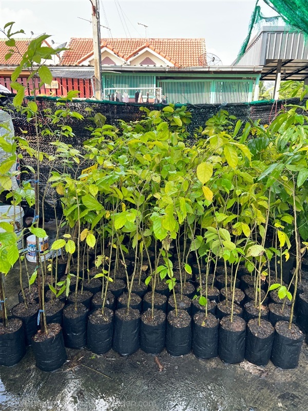 ต้นขะจาว | สมบูรณ์จัดหาพันธ์ไม้ - หนองเสือ ปทุมธานี