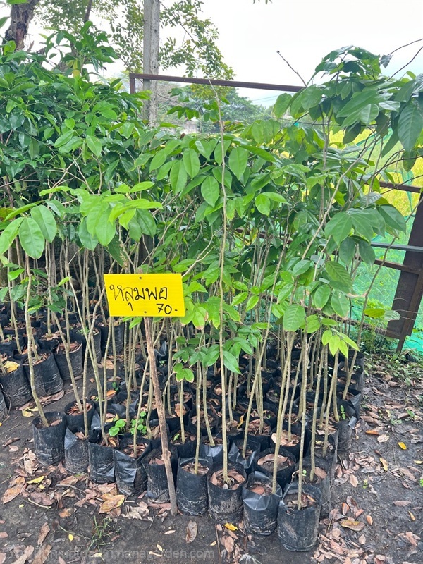 ค้นหลุมพอ | สมบูรณ์จัดหาพันธ์ไม้ - หนองเสือ ปทุมธานี