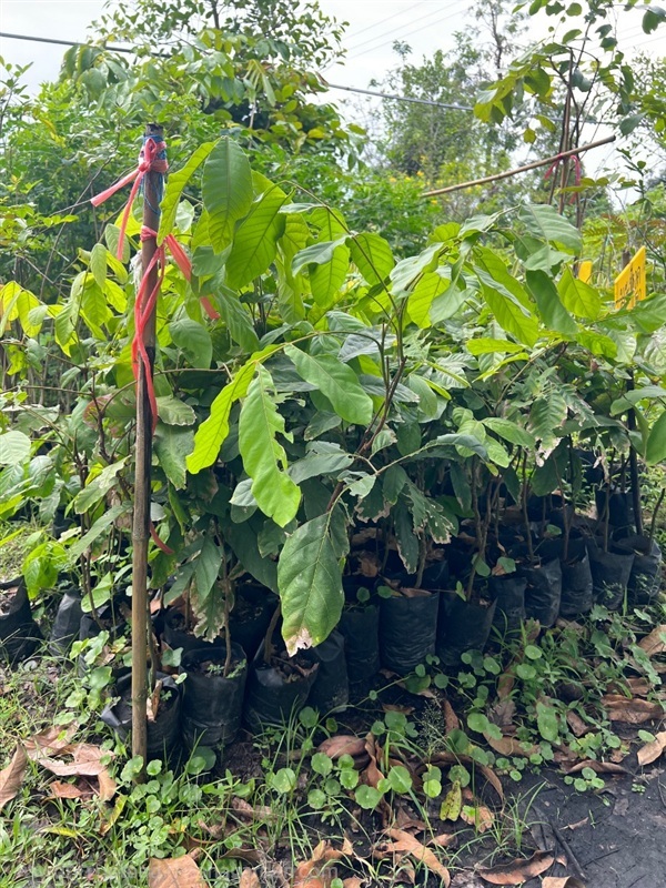 กล้าต้นมะหวด | สมบูรณ์จัดหาพันธ์ไม้ - หนองเสือ ปทุมธานี