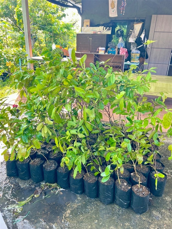 ต้นกรวยป่า | สมบูรณ์จัดหาพันธ์ไม้ - หนองเสือ ปทุมธานี