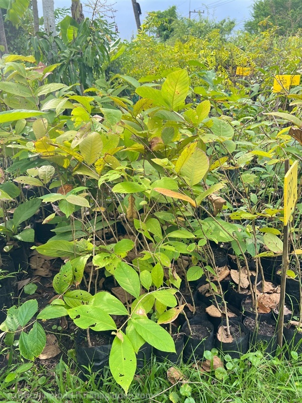 ต้นเสลา | สมบูรณ์จัดหาพันธ์ไม้ - หนองเสือ ปทุมธานี