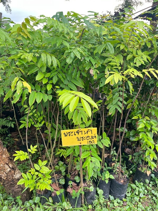 กล้าพระเจ้า5พระองค์ | สมบูรณ์จัดหาพันธ์ไม้ - หนองเสือ ปทุมธานี