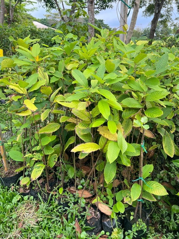 ต้นกล้าพะยอม | สมบูรณ์จัดหาพันธ์ไม้ - หนองเสือ ปทุมธานี