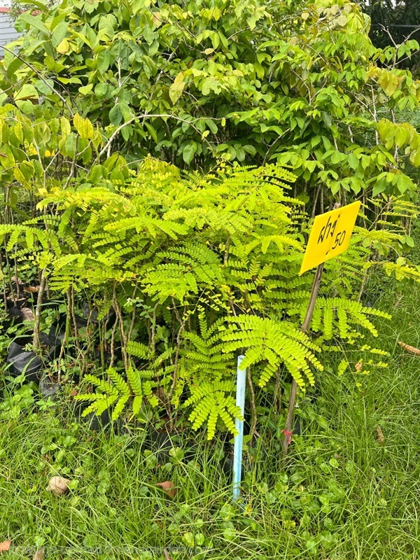 กล้าฝางเสน | สมบูรณ์จัดหาพันธ์ไม้ - หนองเสือ ปทุมธานี