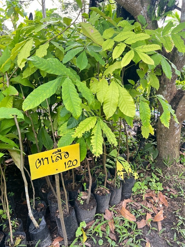 ต้นตาเสือ | สมบูรณ์จัดหาพันธ์ไม้ - หนองเสือ ปทุมธานี