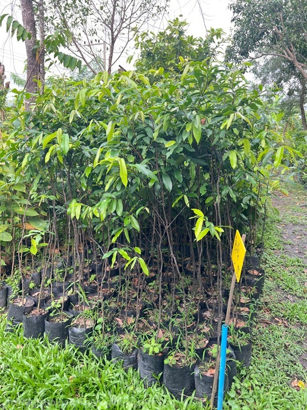 ต้นอินจัน | สมบูรณ์จัดหาพันธ์ไม้ - หนองเสือ ปทุมธานี