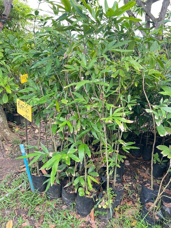 อโศกน้ำ | สมบูรณ์จัดหาพันธ์ไม้ - หนองเสือ ปทุมธานี