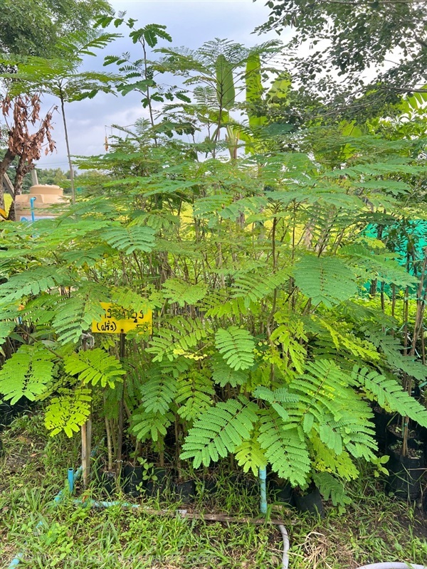 ต้นหางนกยูง | สมบูรณ์จัดหาพันธ์ไม้ - หนองเสือ ปทุมธานี