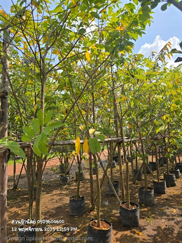 น้อยหน่า2" | สวนป้านิตย์ ปราจีนบุรี - เมืองปราจีนบุรี ปราจีนบุรี