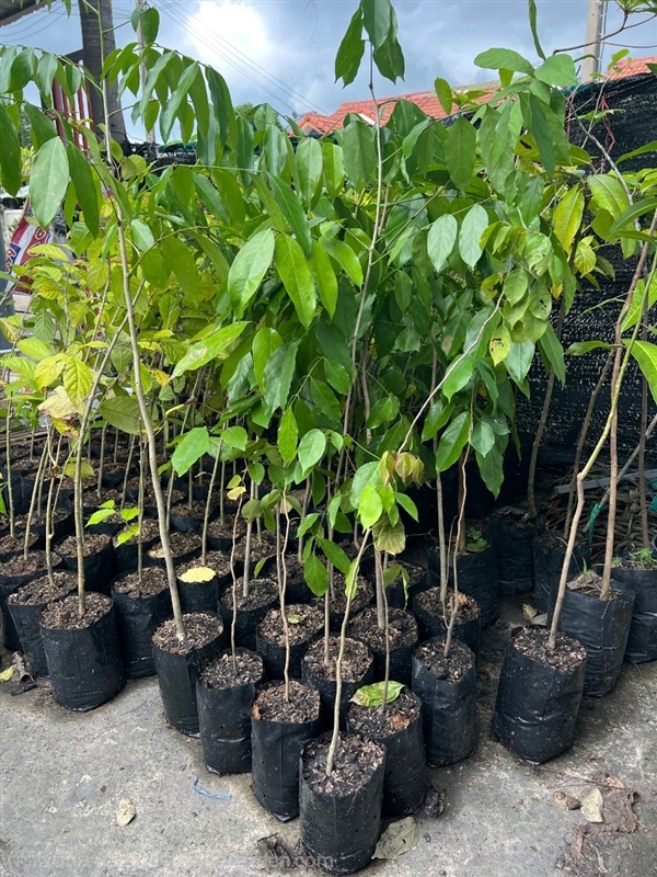 กล้าต้นแซะ | สมบูรณ์จัดหาพันธ์ไม้ - หนองเสือ ปทุมธานี