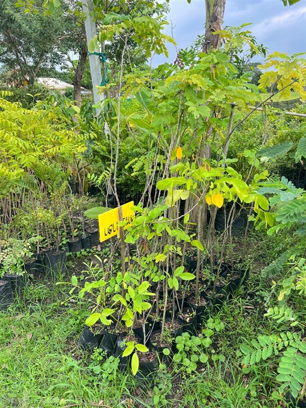 ต้นทรงบาดาล | สมบูรณ์จัดหาพันธ์ไม้ - หนองเสือ ปทุมธานี