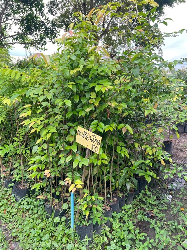 ต้นตะเคียนหิน | สมบูรณ์จัดหาพันธ์ไม้ - หนองเสือ ปทุมธานี